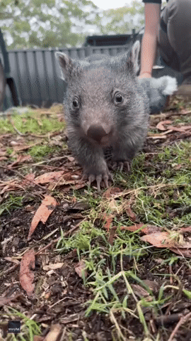Toy Koala Doesn't Stand a Chance Against Energetic Orphaned Wombat
