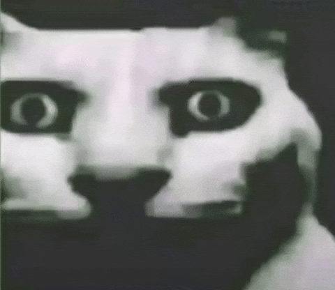 Lunmarunhorrifiedwideeyeswhitecatmeme GIF