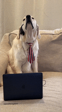 passtherigatoni dog work dogs home GIF