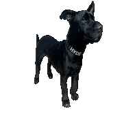 hydruspoetry black trouble hyde black dog Sticker