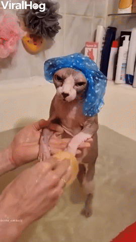 Sphynx in Shower Cap Gets Bath  