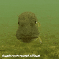 Fish Fishing GIF
