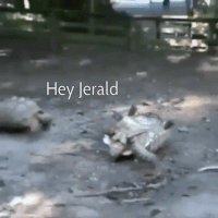 oc miracle GIF