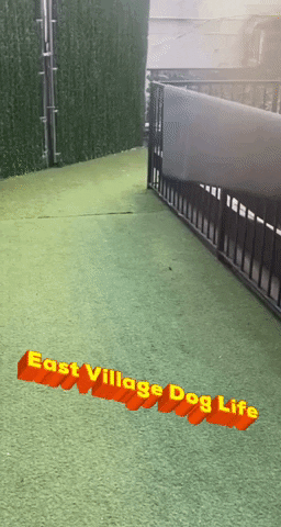 East Village Dog Life GIF by SchoolForTheDogs