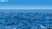 happy blue planet GIF by BBC Earth