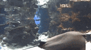 fish stress free GIF by California Academy of Sciences