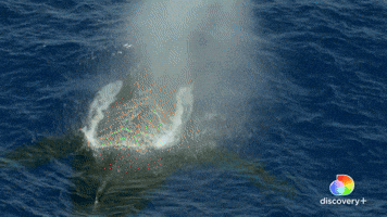 Whaling Industry | Endangered