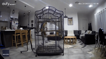 Screeching Macaw Scares Away Home Intruders