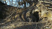 America Emerge GIF by Nat Geo Wild