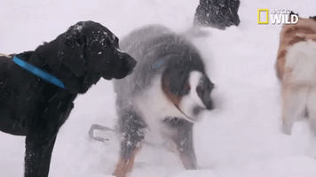 doggie winter wonderland pupparazzi GIF by Nat Geo Wild