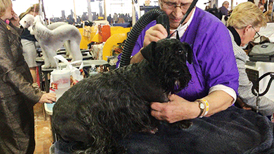 dog GIF by Westminster Kennel Club