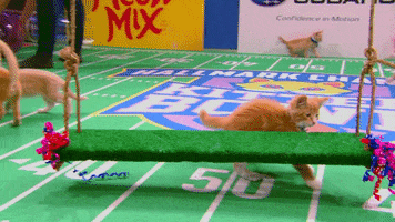 swinging the kitten bowl GIF by Hallmark Channel