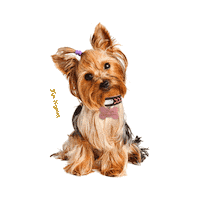 Pet Andy Sticker by Tata Nogueira Store