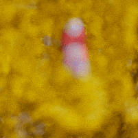 bielerwines wine bandit cabernet merlot GIF