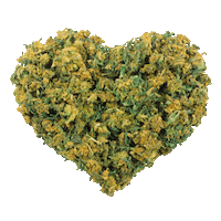 Grow Cbd Oil Sticker by Hanfibio Cannabis Store