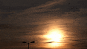 Digital Art Sun GIF by A. L. Crego