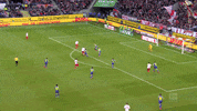 1 Fc Cologne Football GIF by 1. FC Köln