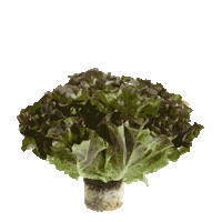 InspiredGreens inspiredgreens livinglettuce thebetterlettuce inspiredleafygreens Sticker