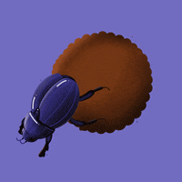 Dung Beetle Insect GIF