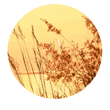 heruskadantas good morning bom dia sunrise heruska dantas Sticker