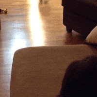 Dog Oops GIF