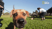 pupparazzi puppy potty face GIF by Nat Geo Wild