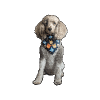 Pokemon Macaron Sticker by Geekster Pets