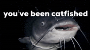 Catfish Notlying GIF