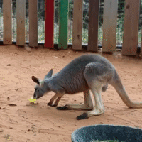 Kangaroo Joey Hops Around Easter Eggs at San Antonio Zoo