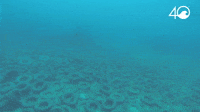 Osborne Reef