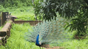 Raidar_13 peacock peacock dance GIF