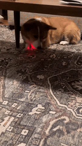 Your GIF