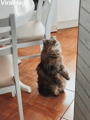 Unusual Cat Sits To Watch Cartoons GIF by ViralHog