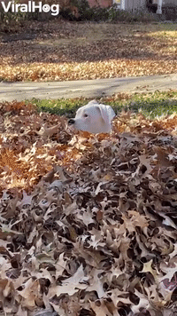 Boxer Bounces Through Leaf Pile