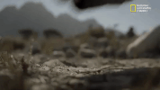 nat geo origins GIF by National Geographic Channel