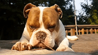 English Bulldog Chews Stick in Slow Motion