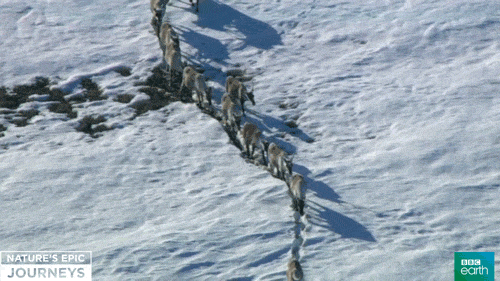 nature's epic journeys snow GIF by BBC Earth