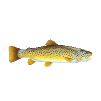 fish STICKER by imoji