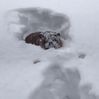 Bulldog and Pug Enjoy Some Fun in the Snow