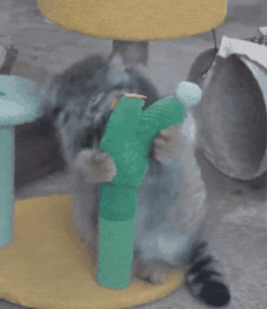 DailyMantle3 cactus cute cat pallas pallas cat GIF