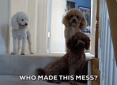 dogs GIF by America's Funniest Home Videos