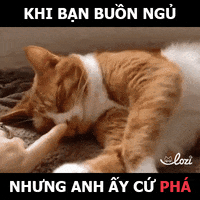 GIF by Lozi Singapore Co.