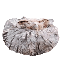 owl STICKER by imoji