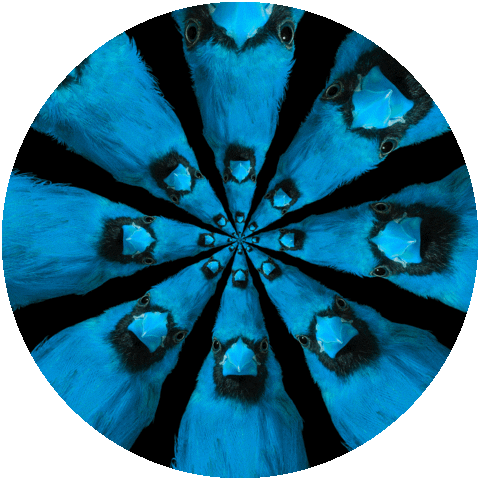 Bird Spiral Sticker by Feliks Tomasz Konczakowski