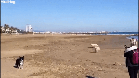 GIF by ViralHog