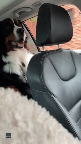 Uplifting Footage Shows Reunion of Best-Pal Bernese Mountain Dogs