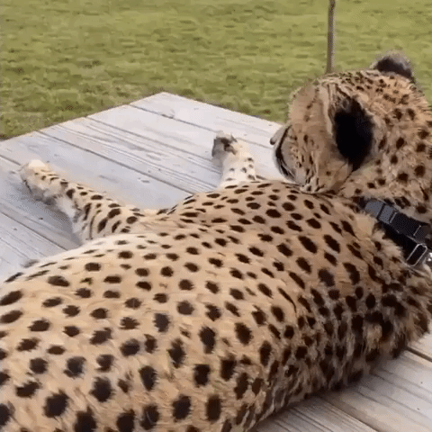 Cheetah Lounges and Purrs at Cincinnati Zoo