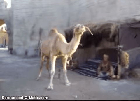 camel GIF