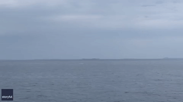 Rare Orca Breaches Off Scottish Coast to Delight of Boaters
