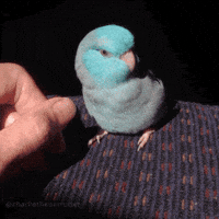 parrotletpost bite chomp bite me angry bird GIF